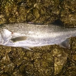 ゴールデンウイーク　シーバス調査